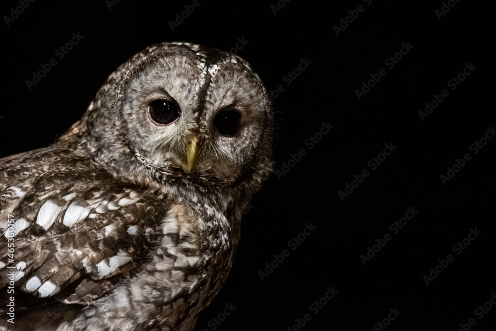 Fototapeta premium Portrait of an tawny owl in the forest night.