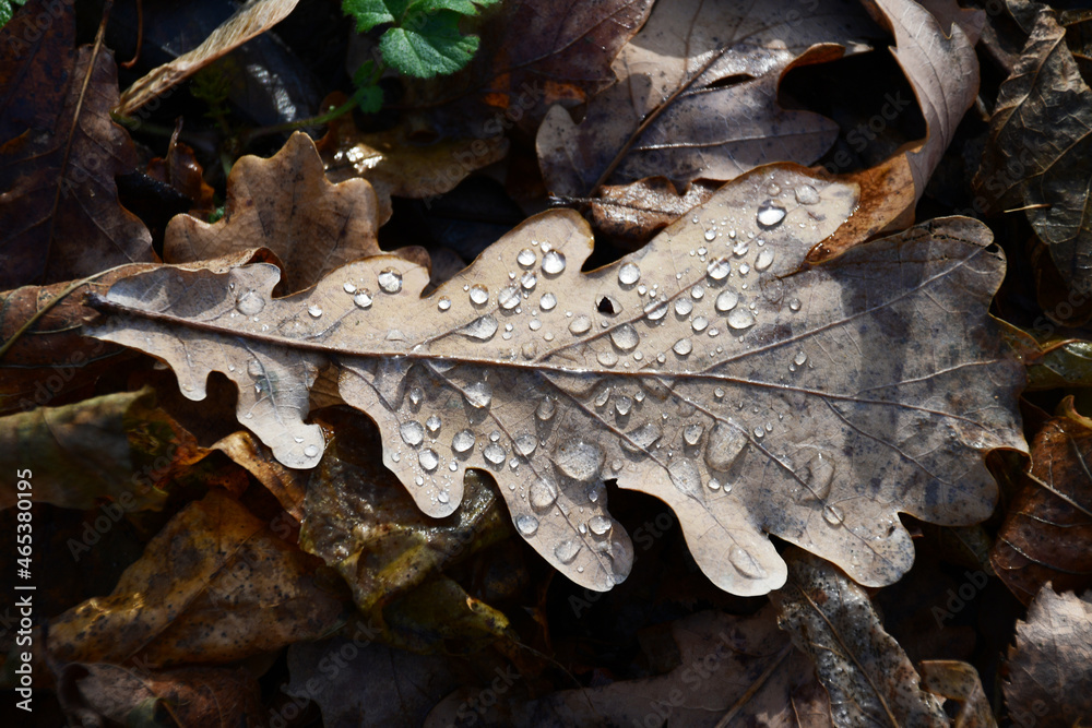 An oak leaf on the ground. There are drops of melted frost on the leaf. Late fall. An oak leaf on the ground. There are drops of melted frost on the leaf. Late fall.