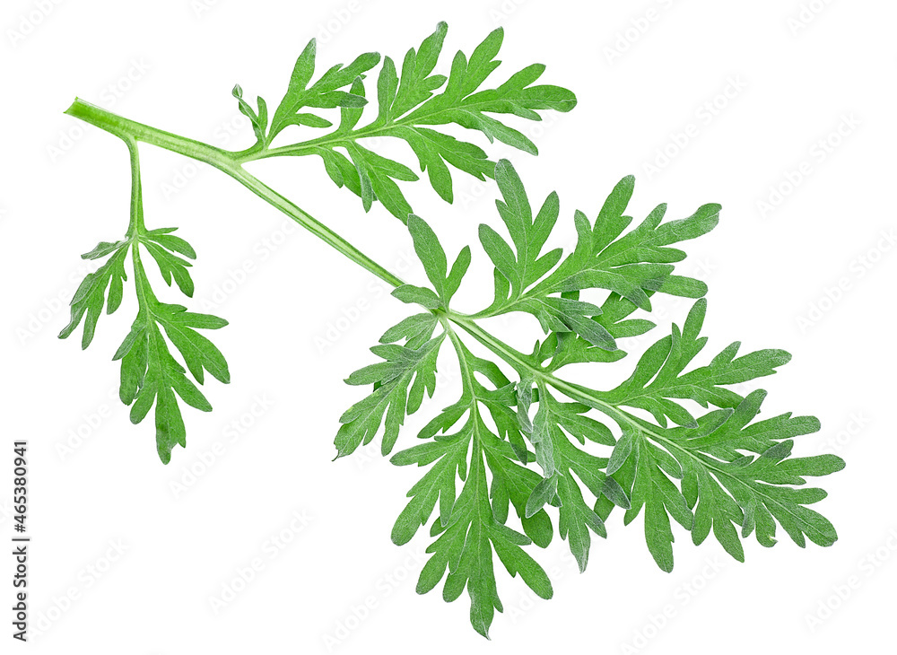 Artemisia, Mugwort, Sagebrush sprig isolated on a white background. Medicinal wormwood. Artemisia, Mugwort, Sagebrush sprig isolated on a white background. Medicinal wormwood.