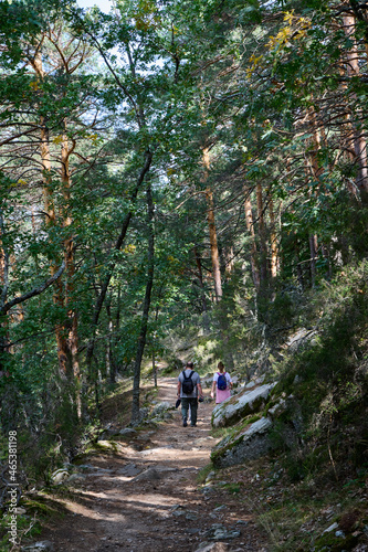 Hikers walking in the forest in spring