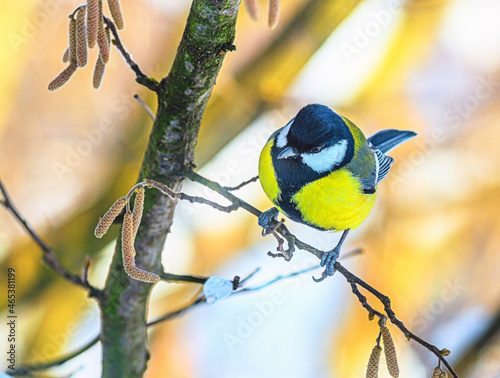 portrait of a tit on a bright winter day