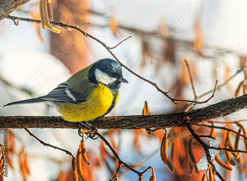 a small bird tit sits on a tree branch
