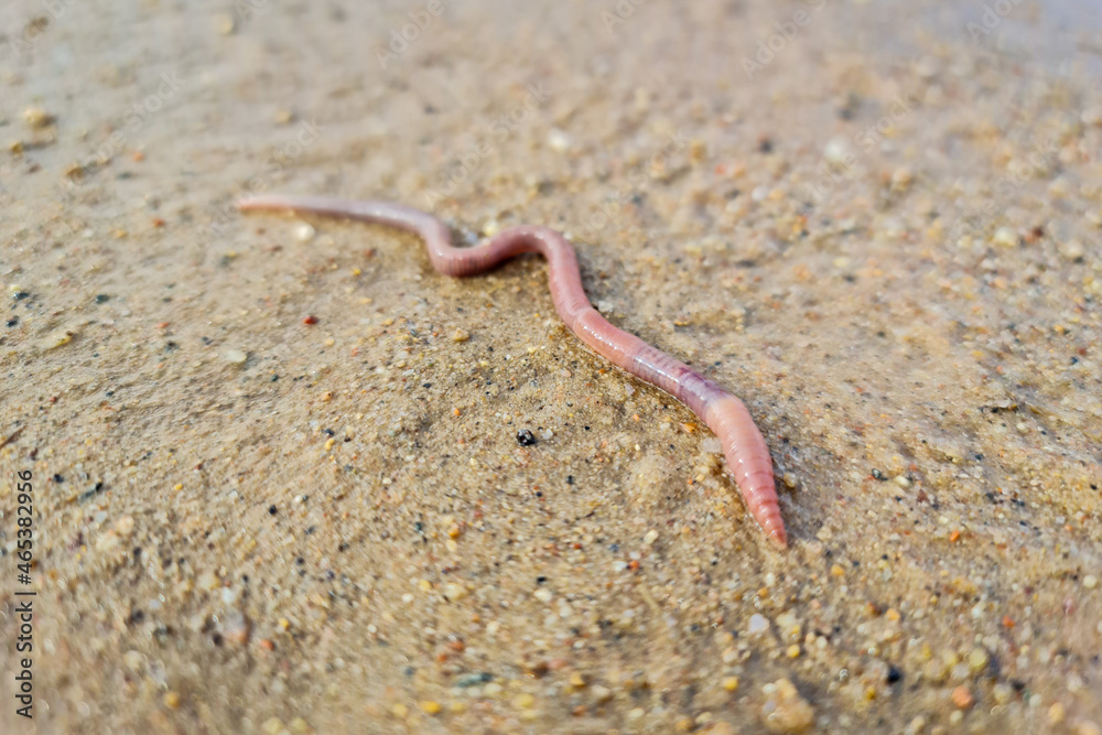 The Earth worm close-up. A worm on the ground. The Earth worm close-up. A worm on the ground.
