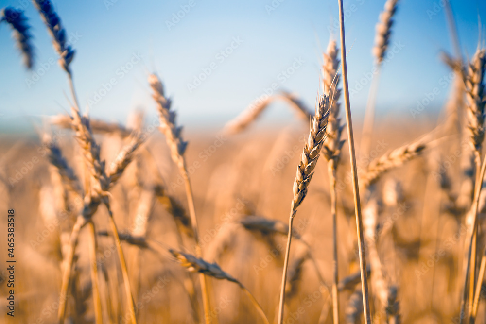 Stems of wheat with grain for flour production, wheat field.