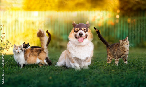 funny corgi dog sits and disguises himself among cats on the green grass in the spring sunny garden