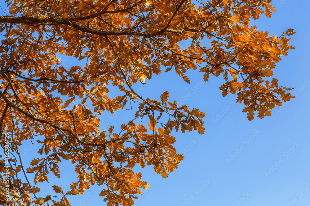 autumn orange bright oak leaves on a blue sky background autumn orange bright oak leaves on a blue sky background