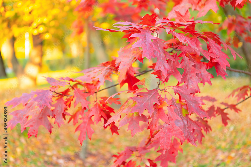 oak autumn leaves red color closeup on sunny weather, autumn oak autumn leaves red color closeup on sunny weather, autumn