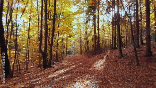 Beautyfull cinematic  view on forest in autumn colours. 