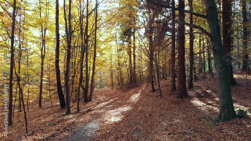 Beautyfull cinematic  view on forest in autumn colours. 