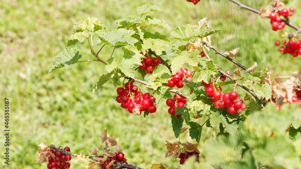 (Ribes rubrum) Redcurrant shrub with bright red translucent edible berries on stems with lobed leaves (Ribes rubrum) Redcurrant shrub with bright red translucent edible berries on stems with lobed leaves