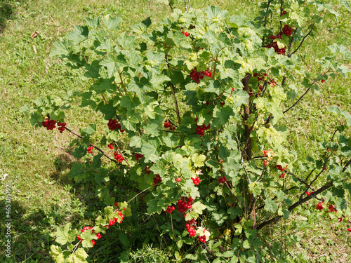 (Ribes rubrum) Redcurrant shrub with red translucent berries on garden in summer 
