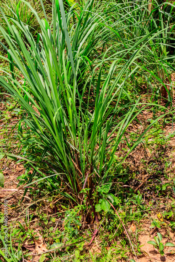 Cymbopogon, also known as lemongrass, barbed wire grass, silky heads, Cochin grass, Malabar grass, oily heads, citronella grass or fever grass, growing in the garden Cymbopogon, also known as lemongrass, barbed wire grass, silky heads, Cochin grass, Malabar grass, oily heads, citronella grass or fever grass, growing in the garden