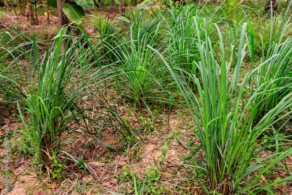 Obraz premium Cymbopogon, also known as lemongrass, barbed wire grass, silky heads, Cochin grass, Malabar grass, oily heads, citronella grass or fever grass, growing in the garden