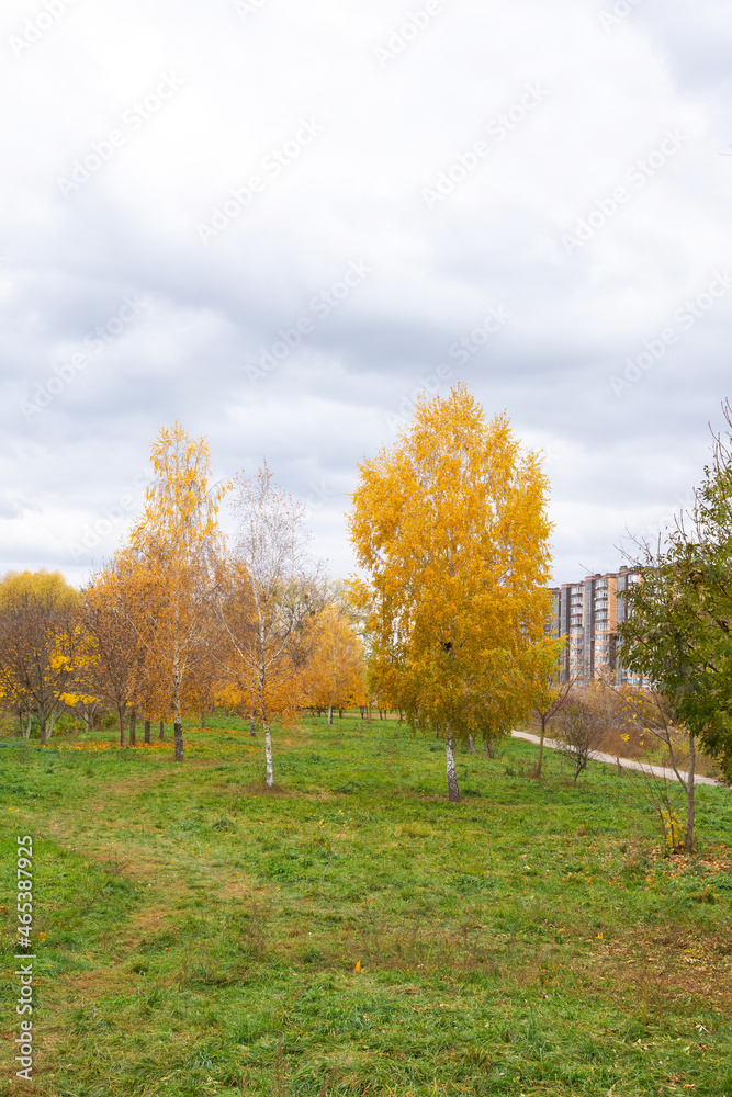 Walk in the autumn in the city park next to the river, the trees lose their yellow foliage
