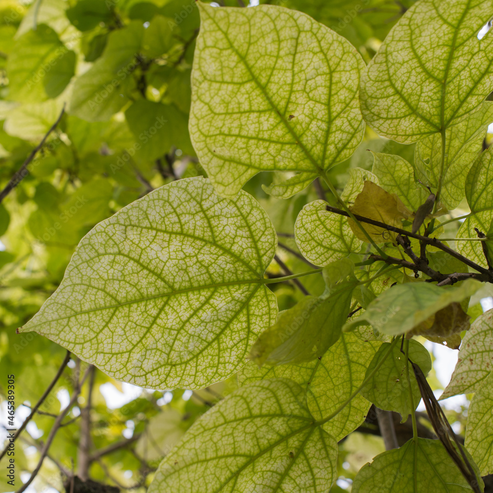 Beautiful leaves with nerves. Light comming across them. Beautiful leaves with nerves. Light comming across them.
