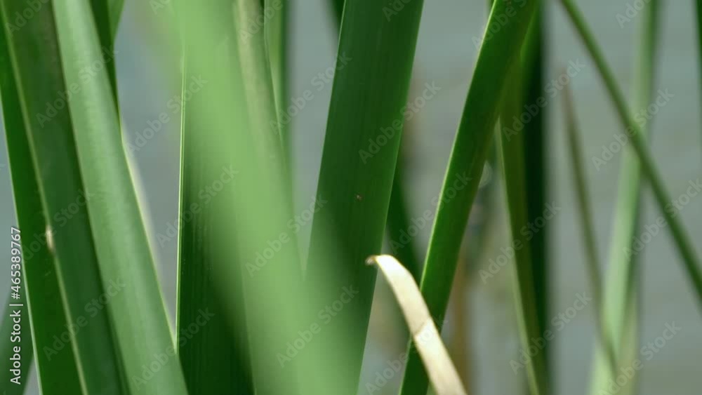 Sugarcane green field in summer swaying on the breeze. Sugarcane is a grass of poaceae family. Close up Sugarcane green field in summer swaying on the breeze. Sugarcane is a grass of poaceae family. Close up