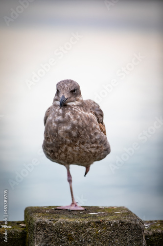 Portrait of a seagull standing