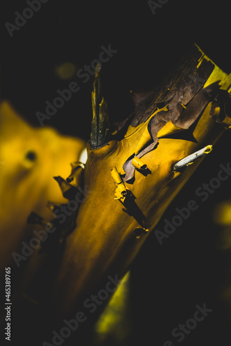 tree branch and yellow mustard abstract art