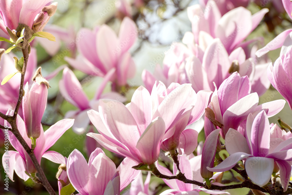 Fototapeta premium Beautiful magnolia tree blossoms in springtime. Jentle magnolia flower against sunset light.