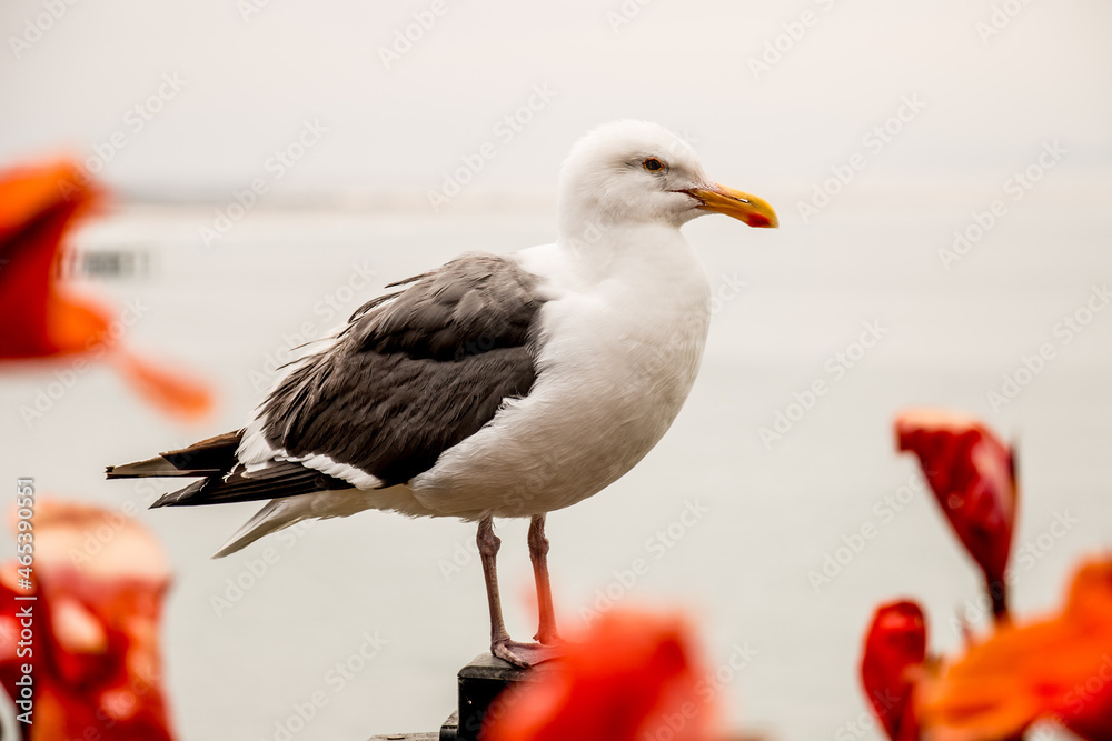 Obraz premium seagull on the pier