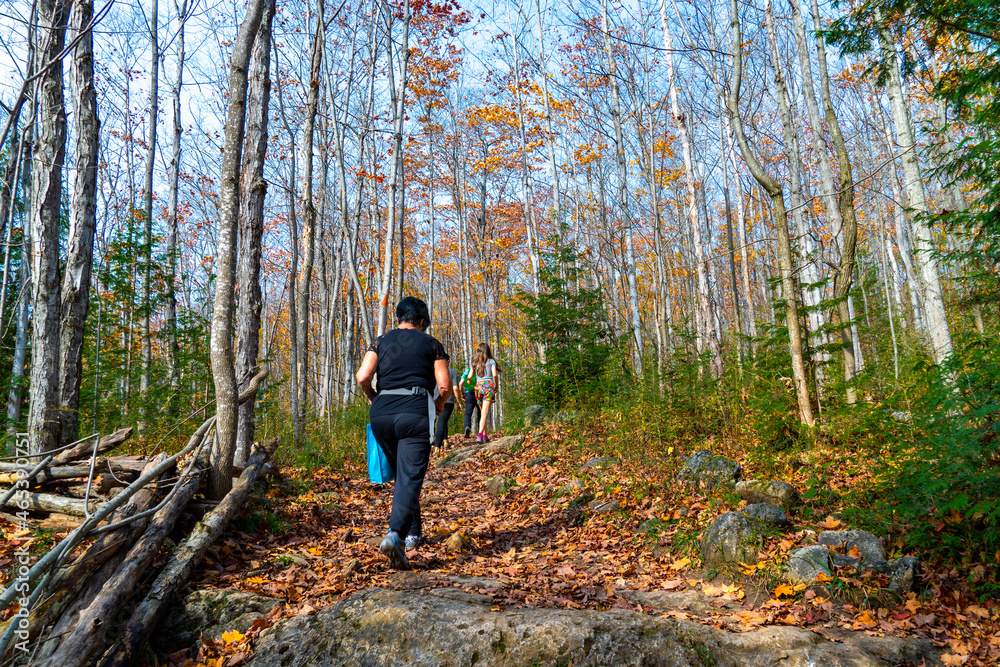 A group of tourists walking along a forest path A group of tourists walking along a forest path