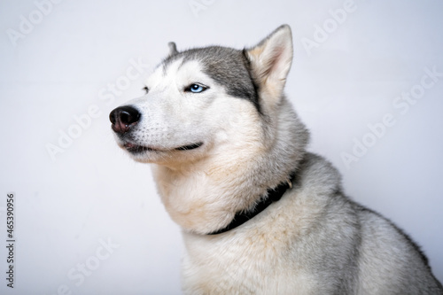 a husky dog asks for and eats dog treats