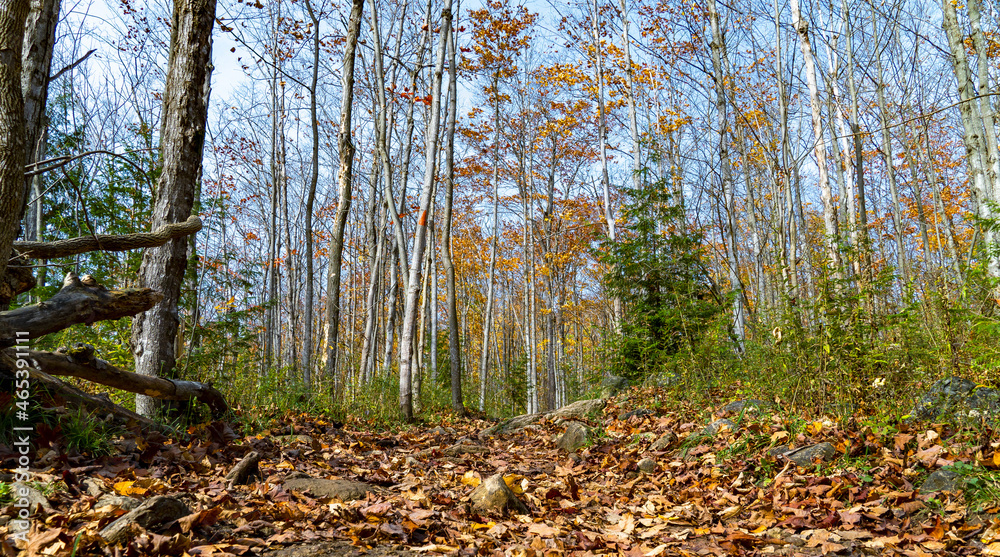 Panorama, Autumn in the deciduous forests of Ontario Panorama, Autumn in the deciduous forests of Ontario