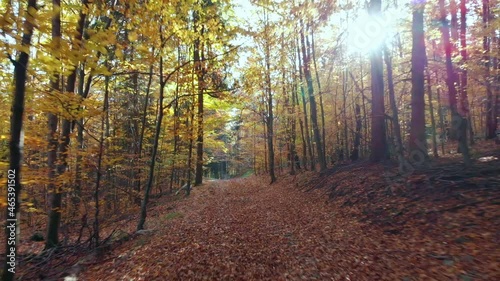 Beautyfull cinematic view on forest in autumn colours. 