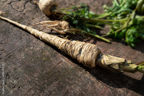 Organic parsnip on wooden background, gardening and healthy eating concept