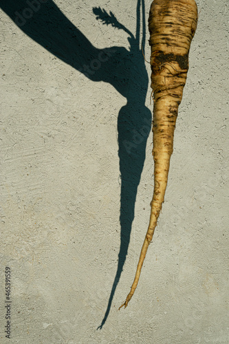 Parsnip and shadow on gray background, gardening and healthy eating concept