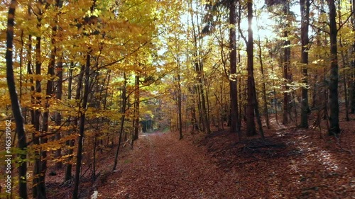 Amazing cinematic shoot in autumn forest