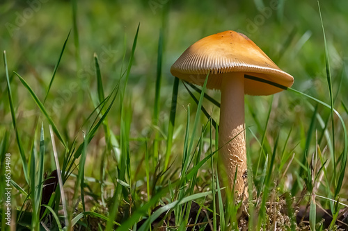 Wild mushroom in the field