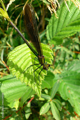 a brown dragonfly on a bright green leaf of a plant