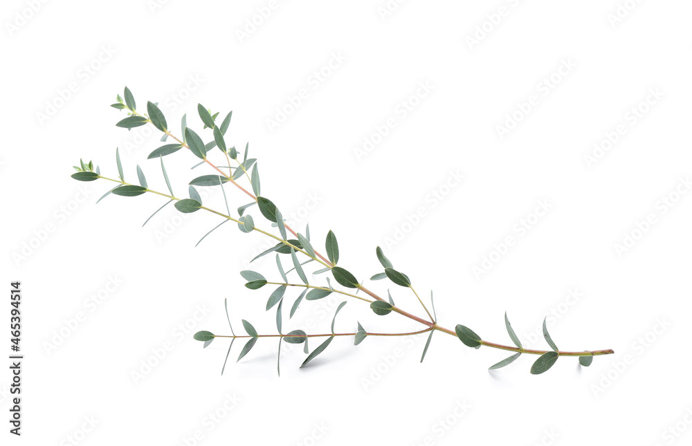 Green eucalyptus branch on white background