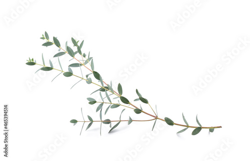 Green eucalyptus branch on white background photo