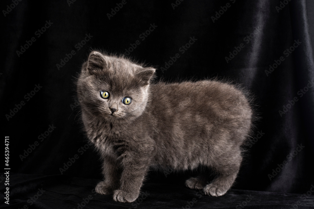 Small kitten on a black background.