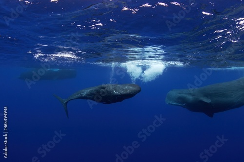 Sperm whales near surface. Marine life in Indian ocean. The biggest predator on the Earth. Whales in the group. 