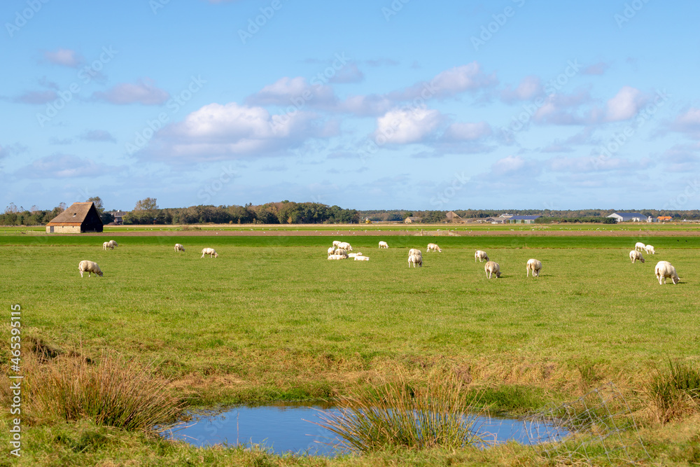 Typical landscape of Texel island with domestic sheep and sheep shed farmhouse on meadow, Open farm with lamb on the green field, Dutch Wadden islands off the coast of the Netherlands, North Holland.