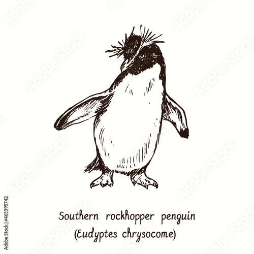 Southern rockhopper penguin (Eudyptes chrysocome) standing. Ink black and white doodle drawing in woodcut style.