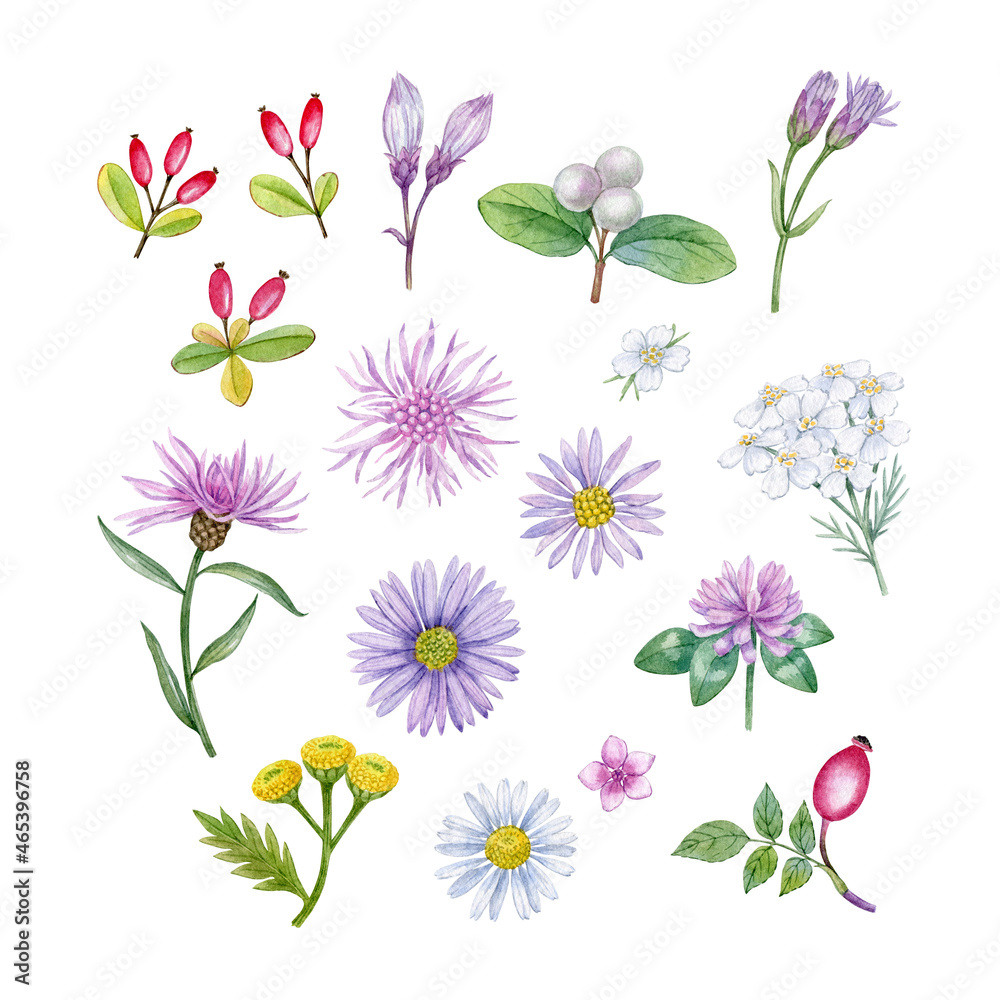Watercolor hand drawn autumn flowers set. Floral set with pink and purple flowers, leaves, branches and berries. Can be used as print, stickers, floral elements, textile, pattern, packaging design.