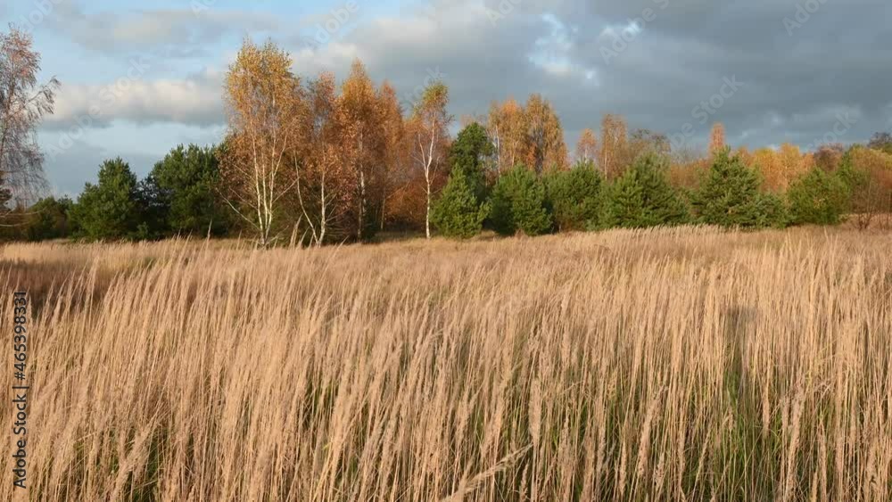 Autumn landscape. Swaying grasses against the backdrop of birch trees and the blue sky. Autumn landscape. Swaying grasses against the backdrop of birch trees and the blue sky.