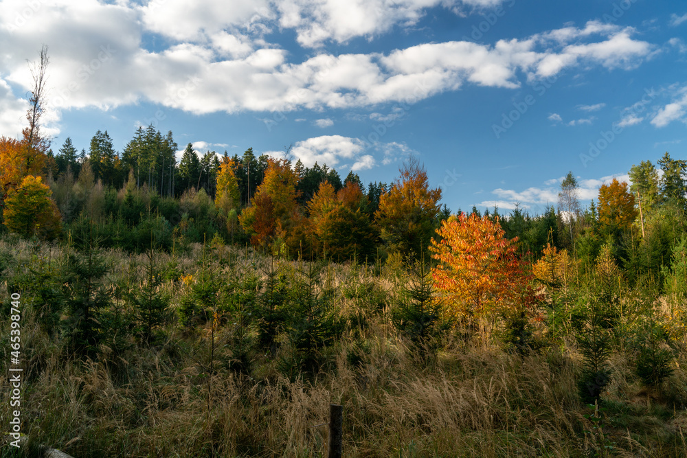 Fototapeta premium Goldene Blätter im Herbst, die Bäume glänzen im Sonnenlicht