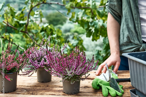 Woman planting calluna vulgaris, common heather, simply heather and erica in a pot on wooden table in the garden. House, garden and balcony decoration with seasonal autumn flowers. photo