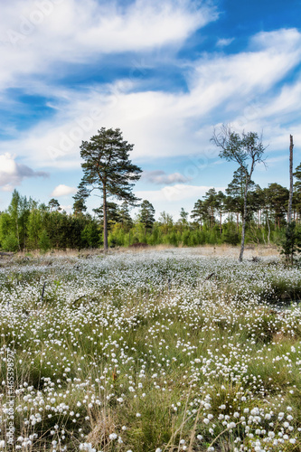 Tister Bauernmoor photo