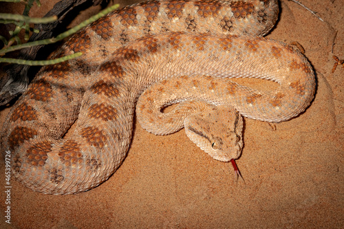 desert snake or horn viper macro photo 