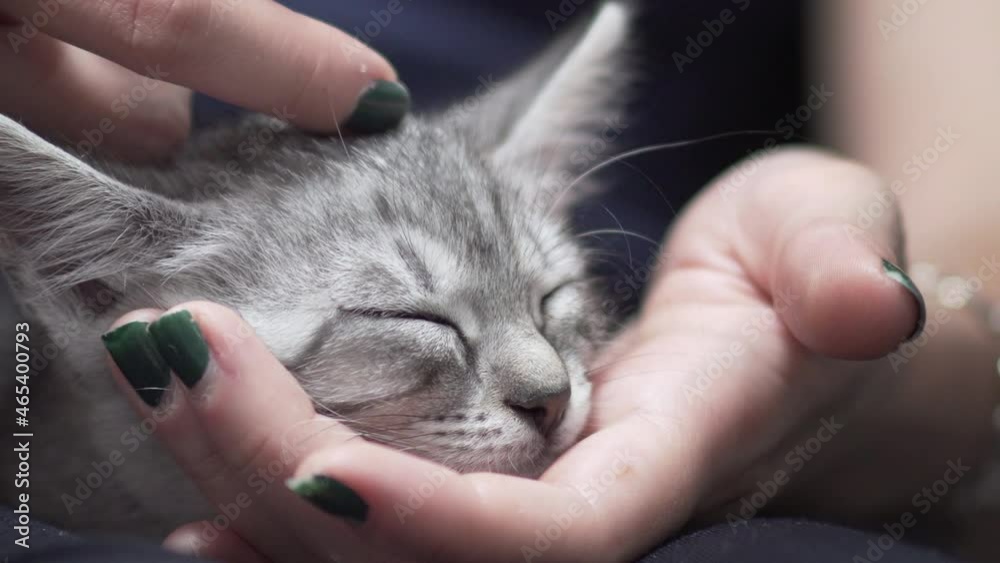 Closeup of a furry tabby cat lying on its owner's lap, enjoying being cuddled and purring