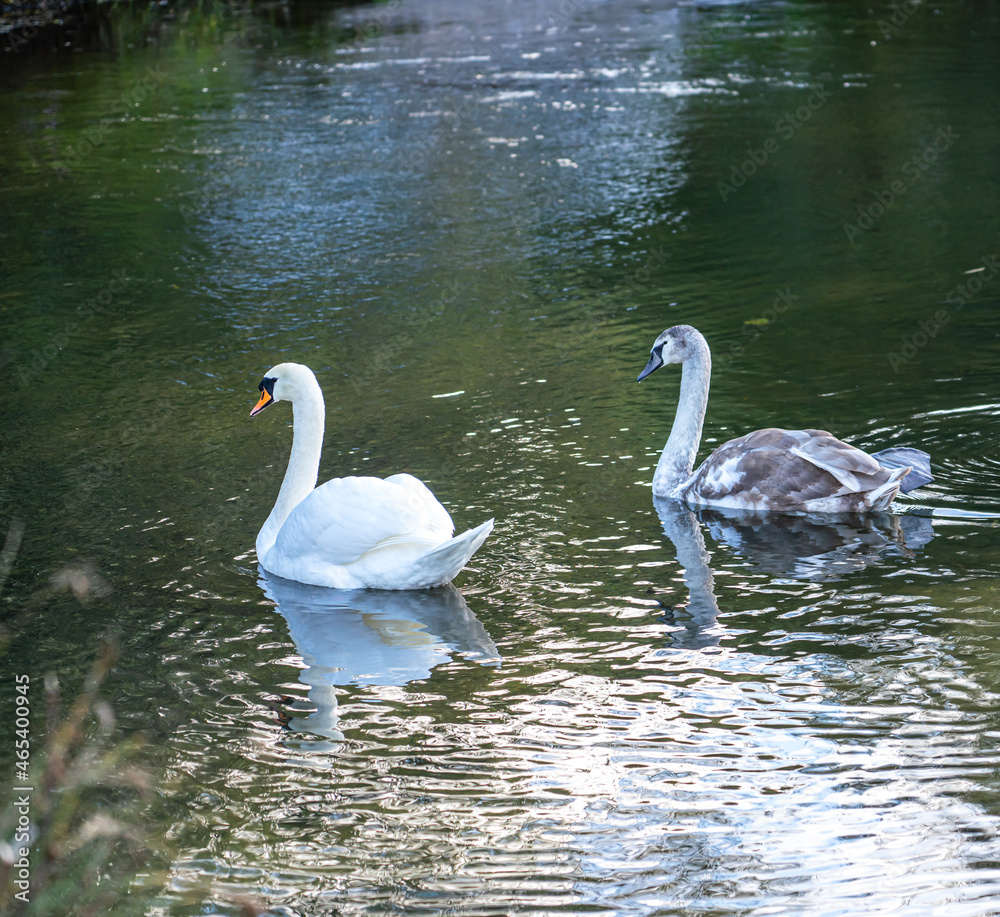 mute swan and cygnet family on the river mute swan and cygnet family on the river
