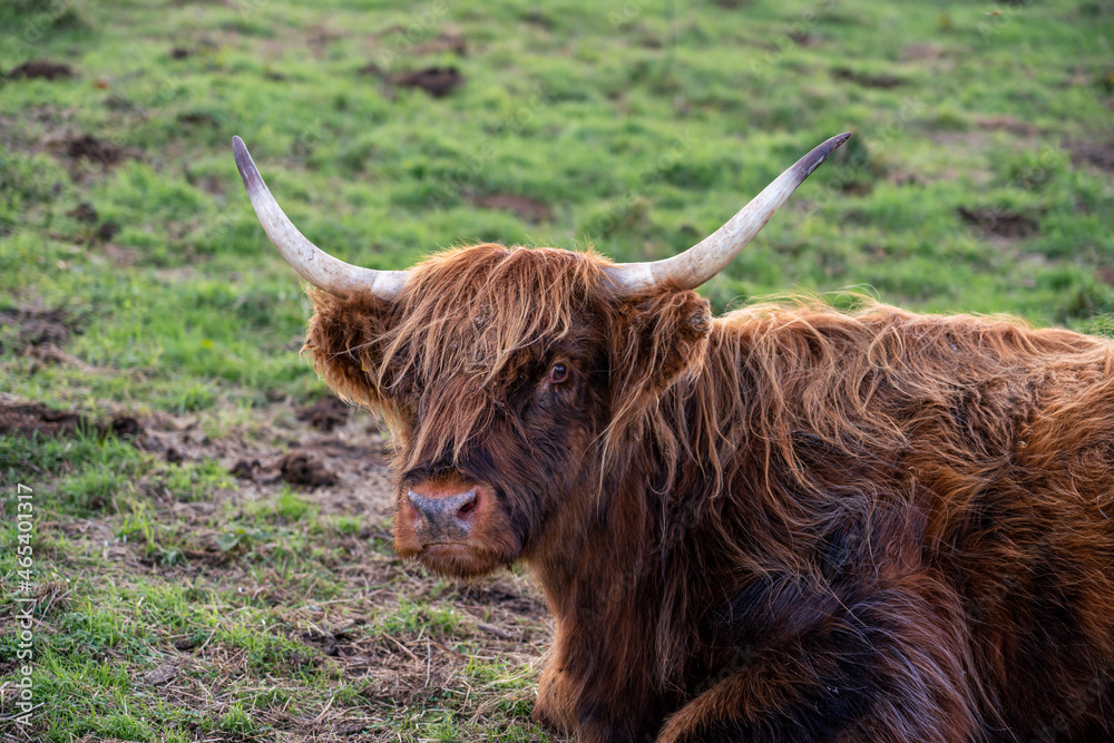 a red scottish highland cow (Bò Ghàidhealach; Hielan coo) with full horns at rest, chewing the cud