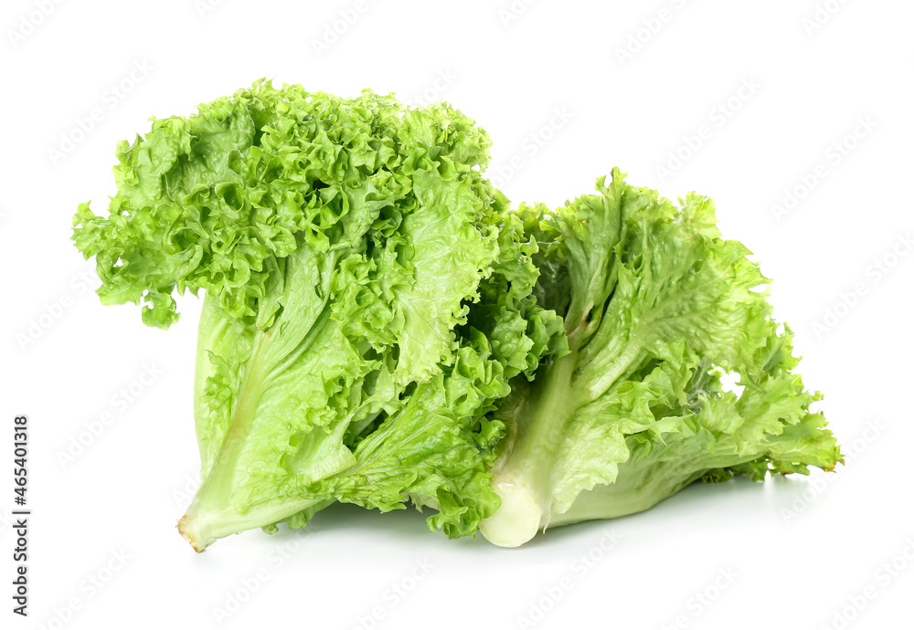 Bunches of green lettuce on white background Bunches of green lettuce on white background