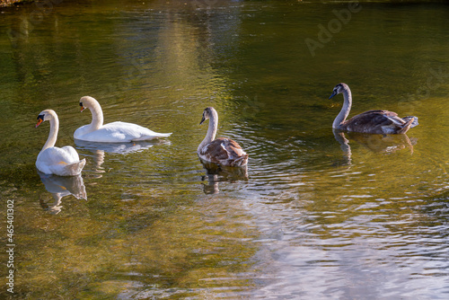 mute swan and cygnet family on the river